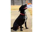 Melanie, Labrador Retriever For Adoption In Boston, Kentucky