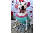 Moo, Bull Terrier For Adoption In Boston, Kentucky