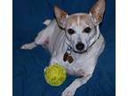 Trigger, Jack Russell Terrier For Adoption In San Francisco, California