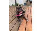 Ellie, American Staffordshire Terrier For Adoption In Indianapolis, Indiana