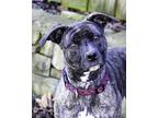 Clara, Terrier (unknown Type, Medium) For Adoption In Versailles, Kentucky