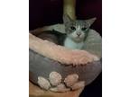 Mona, Domestic Shorthair For Adoption In Hartford, Kentucky