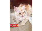 Louzz, Persian For Adoption In Manchester, New Hampshire