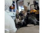 Adopt Felicias August a Domestic Short Hair