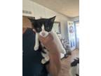 Adopt Felicias Oreo a Domestic Short Hair