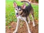 Adopt Dildy 24-07-045 a Husky, Terrier