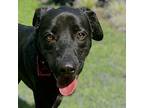 Odysseus / Tank, Labrador Retriever For Adoption In Troy, Virginia