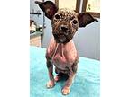 Scarlett, American Staffordshire Terrier For Adoption In Elyria, Ohio