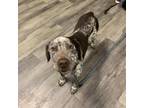 Adopt Russo a English Pointer