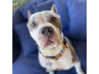 Adopt Howdy a Pit Bull Terrier