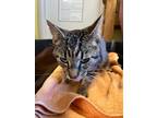 Adopt Harold a Domestic Short Hair