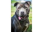 Adopt Chester/Rosco a Pit Bull Terrier, Mixed Breed