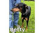 Betty, Doberman Pinscher For Adoption In Cypress, Texas