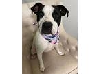 Ava, American Staffordshire Terrier For Adoption In Olive Branch, Mississippi