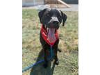 Adopt Felix a Mastiff, Black Labrador Retriever