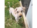 Adopt Vlad a Poodle