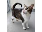 Adopt Curious George a Domestic Short Hair