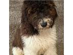 Adopt William a Poodle