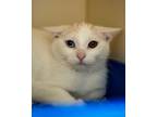 Adopt Imari a Domestic Short Hair