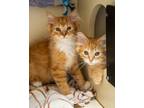 Adopt Idris a Domestic Long Hair, Domestic Short Hair