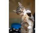 Adopt Italy a Domestic Short Hair