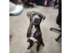 Adopt Shrimp a Weimaraner, Labrador Retriever