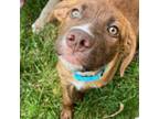 Adopt Bandit a Plott Hound, Shepherd