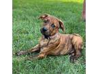 Adopt Casey a Plott Hound, Shepherd