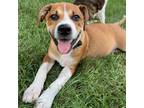 Adopt Copper a Plott Hound, Shepherd