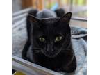 Adopt Oakley a Bombay, Domestic Short Hair