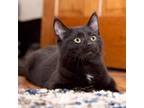 Adopt Bonifacy a Bombay, Domestic Short Hair