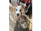 Adopt Rooster a Pit Bull Terrier, Boxer