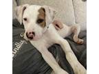 Adopt Ruffles a Hound, Pit Bull Terrier
