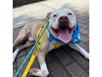 Adopt Tiger a Pit Bull Terrier