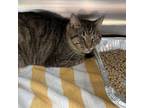Adopt Croton a Domestic Short Hair