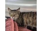 Adopt Pilea a Domestic Short Hair