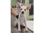 Adopt Grigori a Shepherd, Mixed Breed