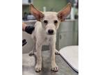 Adopt Bartok a Shepherd, Mixed Breed