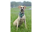 Adopt Niko - Adoptable a Terrier, Mixed Breed