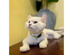 Adopt Hank a Domestic Long Hair, Turkish Angora
