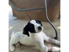 Adopt Trooper a Border Collie