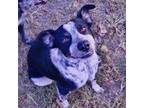 Adopt Benny a Australian Cattle Dog / Blue Heeler