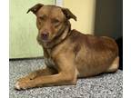 Adopt Ike a Labrador Retriever, Mixed Breed