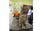 Adopt Joey a Domestic Short Hair