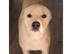 Adopt Shadow a Shar-Pei