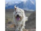 Adopt Pumbaa a Parson Russell Terrier