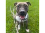Adopt Maximus a Pit Bull Terrier