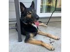 Adopt Dewey a German Shepherd Dog