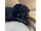 Adopt Mufasa a Dachshund
