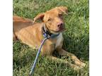 Adopt Lamar a Yellow Labrador Retriever, Boxer